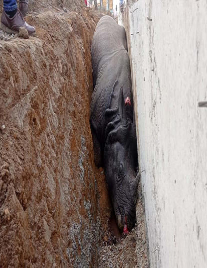 गैँडा मरेको घटनामा निर्माण कम्पनीका सञ्चालकलाई पक्राउ पुर्जी